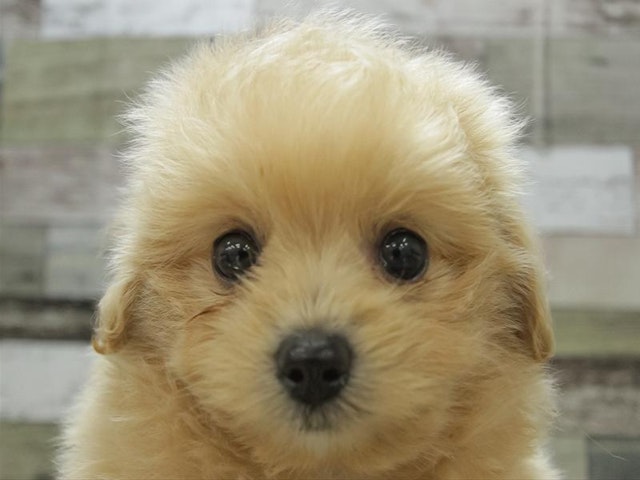 長野県のハーフ犬 (ペッツワン塩尻店/2024年3月22日生まれ/女の子/クリーム)の子犬